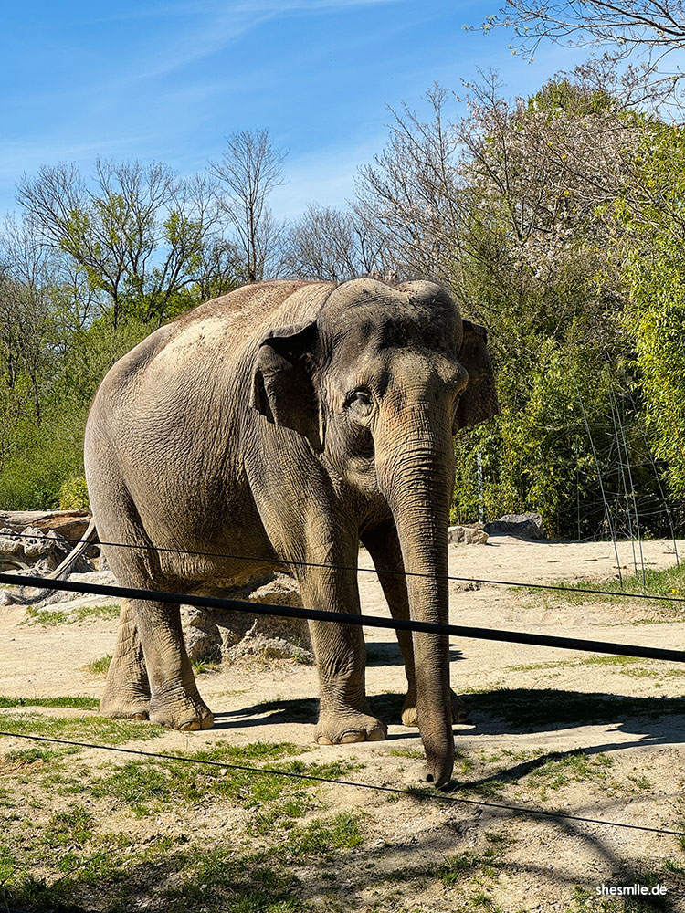 2025 0419 muenchen shesmile erlebnisse 152739