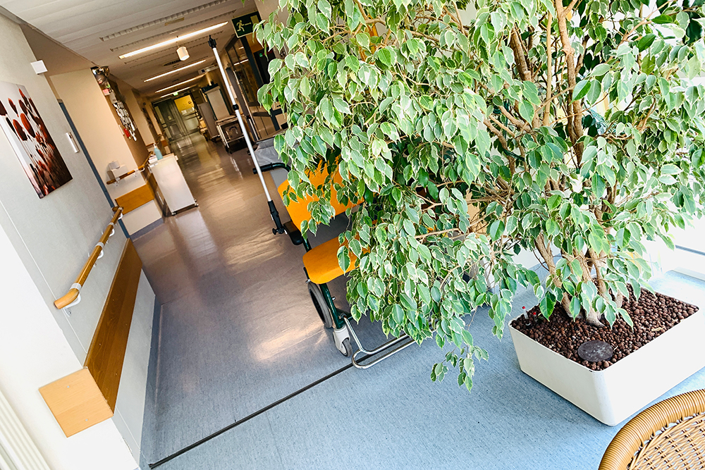 Im Wartebereich der Station E2 stand ein großer Ficus Benjamini. Ich musste bei dem Anblick sofort an das gleichnamige Lied von Reinhard Mey denken, dass mein Papa mir vorgespielt hat. Ich lass euch die letzten Zeilen des Liedes einmal eben hier