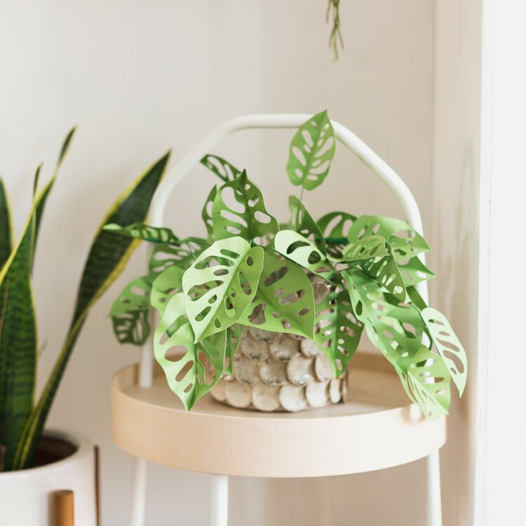 Wenn Schnittmuster, Nähen und Stoff für dich so gar nichts sind, vielleicht hast du dann Lust eine Monstera aus Papier zu basteln? Diese Idee hab ich unter dem Hashtag #wayfairDIY entdeckt und bin total begeistert. Die Bastelanleitung zur pflegeleichten Papierpflanze kommt von DIY-Bloggerin Fran Stone, auch bekannt als Fall for DIY. Sie zeigt dir Schritt-für-Schritt wie du solch eine Papierpflanze herstellen kannst. Die Zeichenvorlage zur Monstera Affenmaske, oder auch Monstera Monkey Leaf gibt es ebenfalls for free!