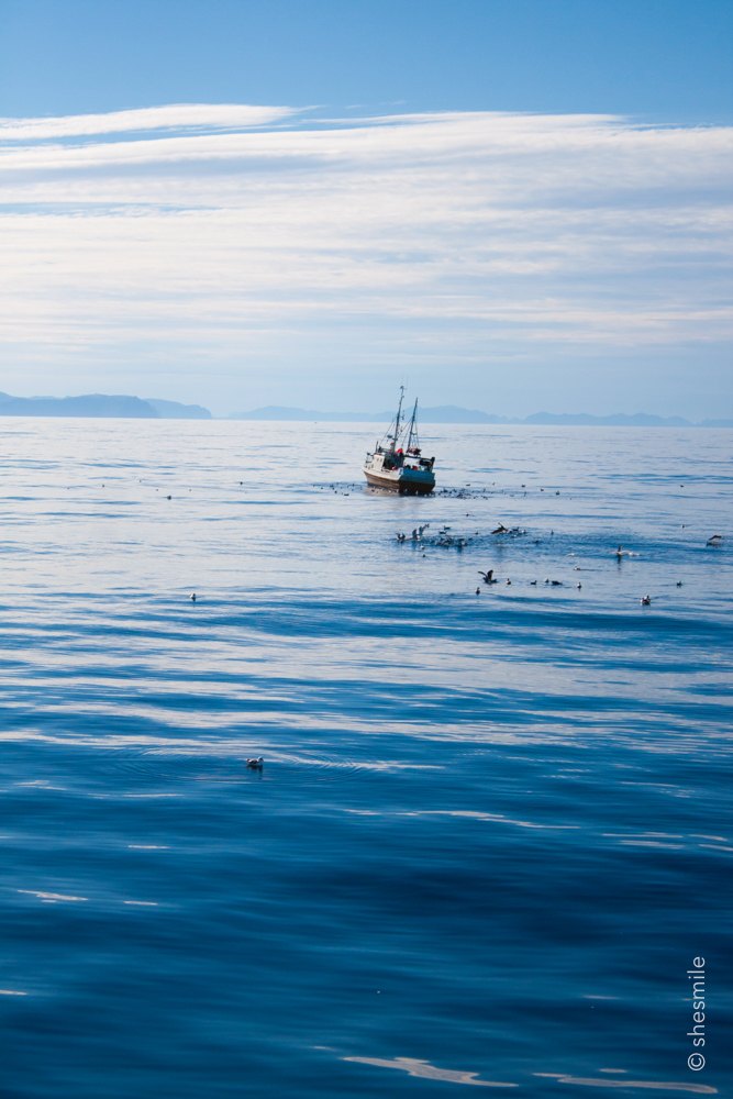 Am Horizont konnte man dann plötzlich ein Fischerboot erahnen, drum rum einige Möven und Seevögel. Scheinbar genau das passende Szenario für einen Pottwal. Und so kommt es, dass wir langsam immer nähen kommen und plötzlich einen weissen Blas aus dem Wasser steigen sehen.