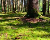 Ein Waldspaziergang mit Natur-Bingo-Suche - Ein Erlebnis für die ganze Familie. Im Urlaub, Ferien oder am Wochenende - Mit PDF-Druckvorlagen von shesmile