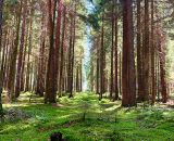 Ein Waldspaziergang mit Natur-Bingo-Suche - Ein Erlebnis für die ganze Familie. Im Urlaub, Ferien oder am Wochenende - Mit PDF-Druckvorlagen von shesmile