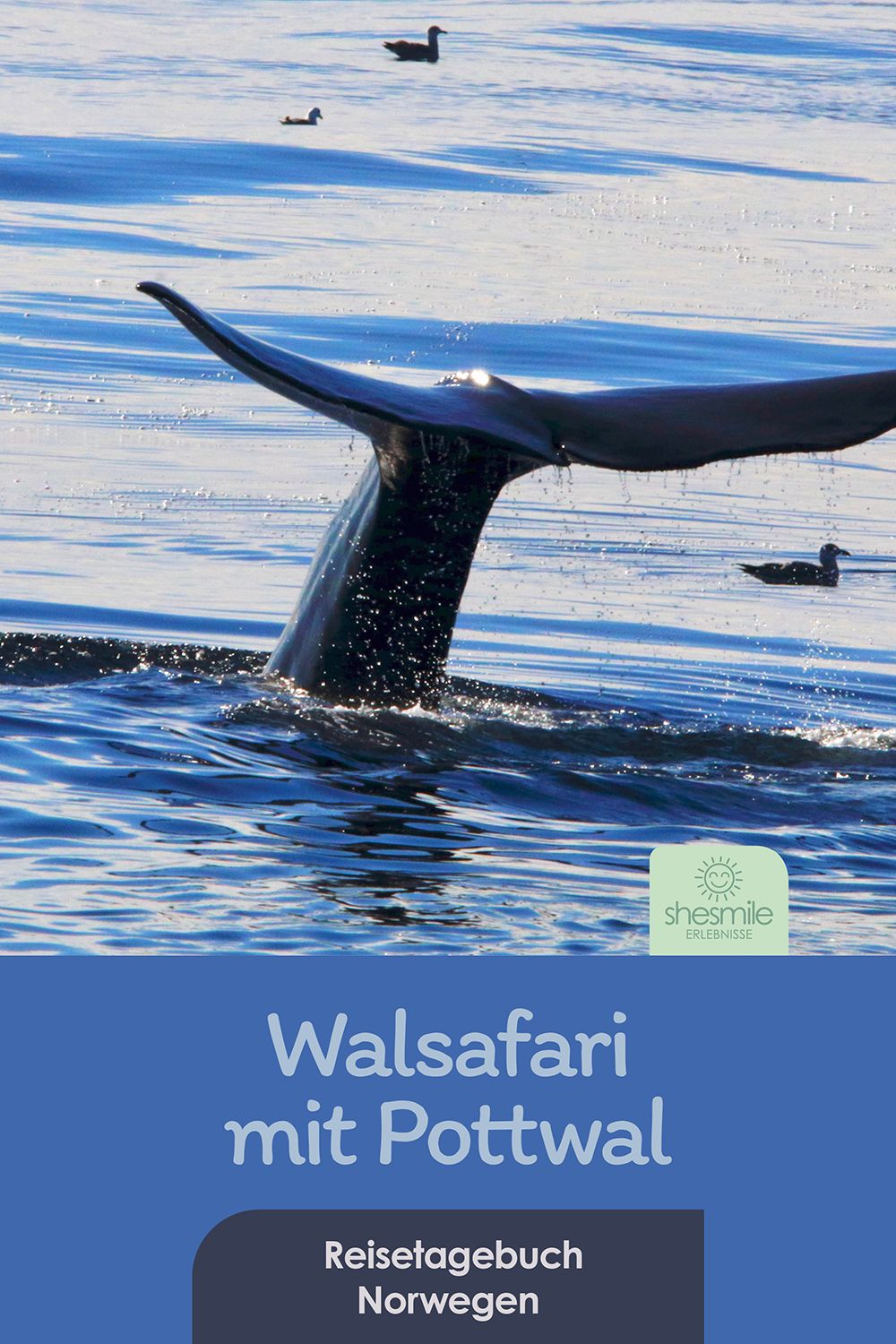 Walsafari mit Pottwal (Im Nordmeer vor Andenes, Andøya, Norwegen)