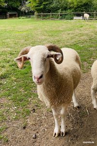 Mudchute Park & Farm