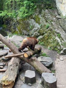 Bären im Schlossgraben