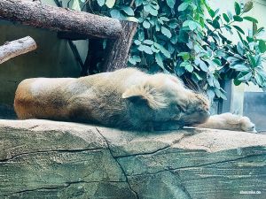Zoo Frankfurt