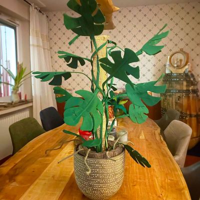 Nochmal den grünen Daumen entlastet. Eine Monstera von shesmile und wir finden sie klasse.
