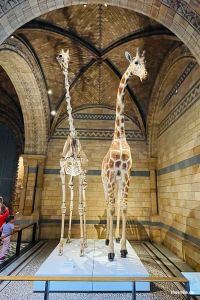 Giraffenskelett