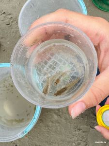 Schollenbob und seine Freunde