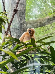 Zoo Frankfurt