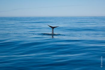 images/phocagallery/erlebnisse/2022-norwegen/walsafari/2022-0825-124259-walsafari-andenes-shesmile.jpg