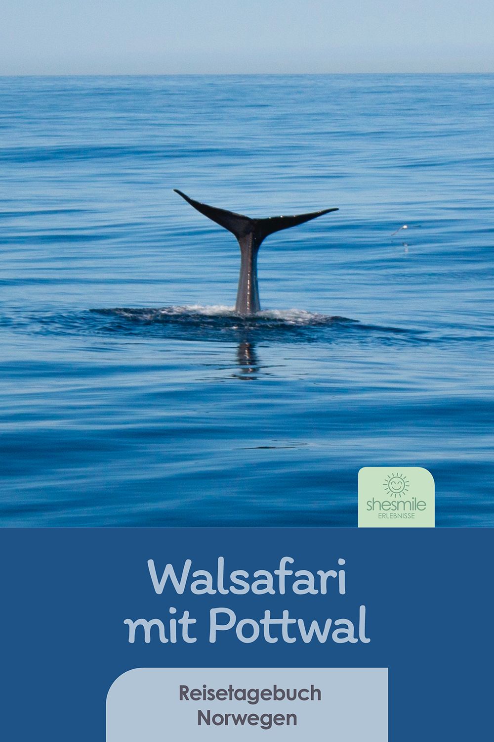 Walsafari mit Pottwal (Im Nordmeer vor Andenes, Andøya, Norwegen)
