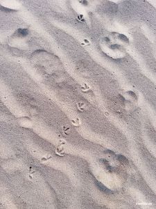 Spuren im Sand