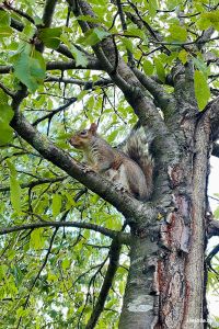 Eichhörnchen im Millwall Park