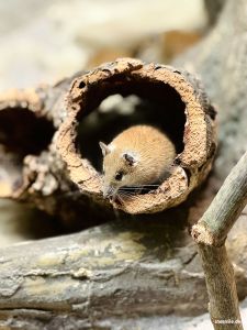 Zoo Frankfurt