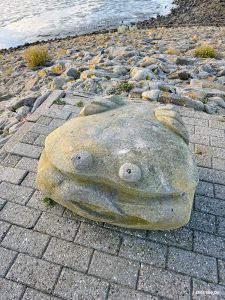 Steinkrebs im Hafen von Juist