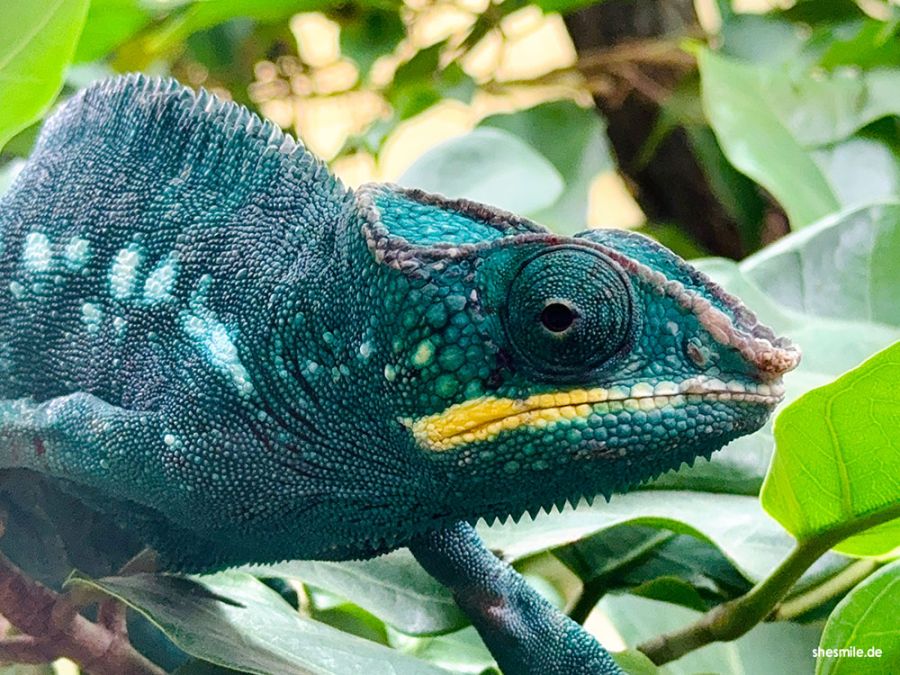 Unser Familienausflug in Frankfurt mit Hotelübernachtung im lyf East am Osthafen, Zoo-Besuch und einer süßen Belohnung im Kaiserschmarrn Café Schmarrnsinn.