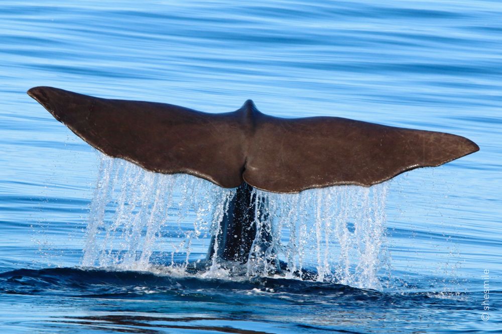 Walsafari mit Pottwal (Im Nordmeer vor Andenes, Andøya, Norwegen)