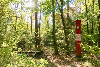 images/phocagallery/erlebnisse/rote-marter/rote-marterl-siebeneichen-staatswald-005.jpg