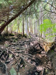 Wurzelweg zur Kappeler Alp