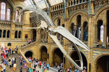 Natural History Museum London - Zu Besuch bei Hope dem Blauwalskelett