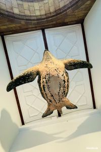 Die Lederschildkröte ist die größte lebende Schildkrötenart der Welt.