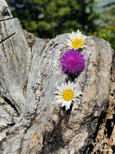 Blumendeko
