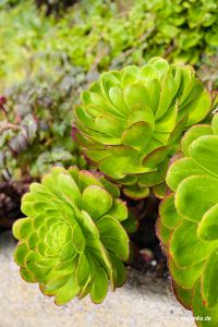 Pflanzen im Minack Theatre