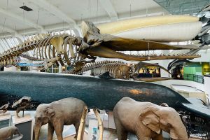 Mammals Gallery (Blue Zone) mit einem Skelett eines Pottwals und dem lebensgroßen Modell eines Blauwals