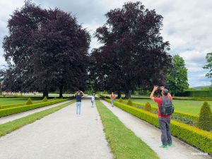 Blutbuche in Krumau an der Moldau