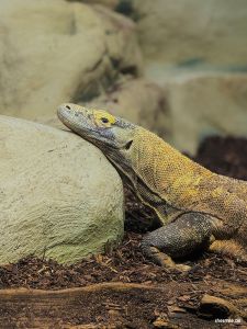 Zoo Frankfurt