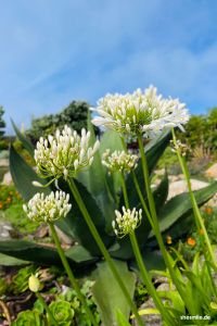 Blumen im Minack Theatre