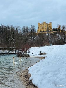 Schwäne vor Hohenschwangau