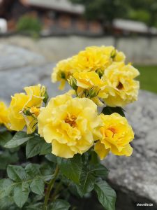 Blumen bei Regenwetter