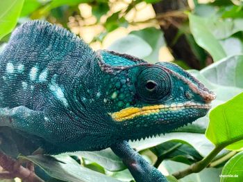 images/erlebnisse/frankfurt-2026/zoo/2026-0604-frankfurt-shesmile-erlebnisse-140400-1.jpg#joomlaImage://local-images/erlebnisse/frankfurt-2026/zoo/2026-0604-frankfurt-shesmile-erlebnisse-140400-1.jpg?width=1000&height=750