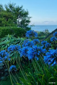 Schöne Blumen