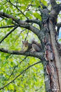Eichhörnchen im Millwall Park