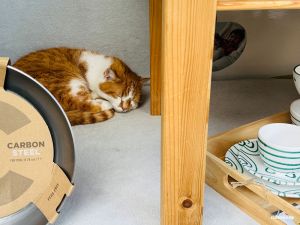 Katze im Schaufenster