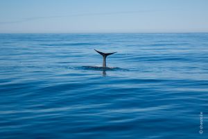 Auf und nieder, immer wieder! Erlebnisbericht unserer Walsafari mit Pottwal in Andenes. Im Nordmeer von Norwegen vor Andøya. Reisetagebuch mit Kindern.