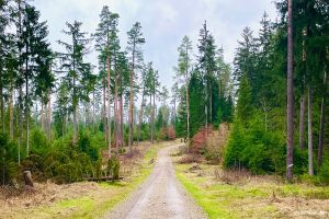 Social Media Detox - Mein Tagebuch zur Digitalen Auszeit