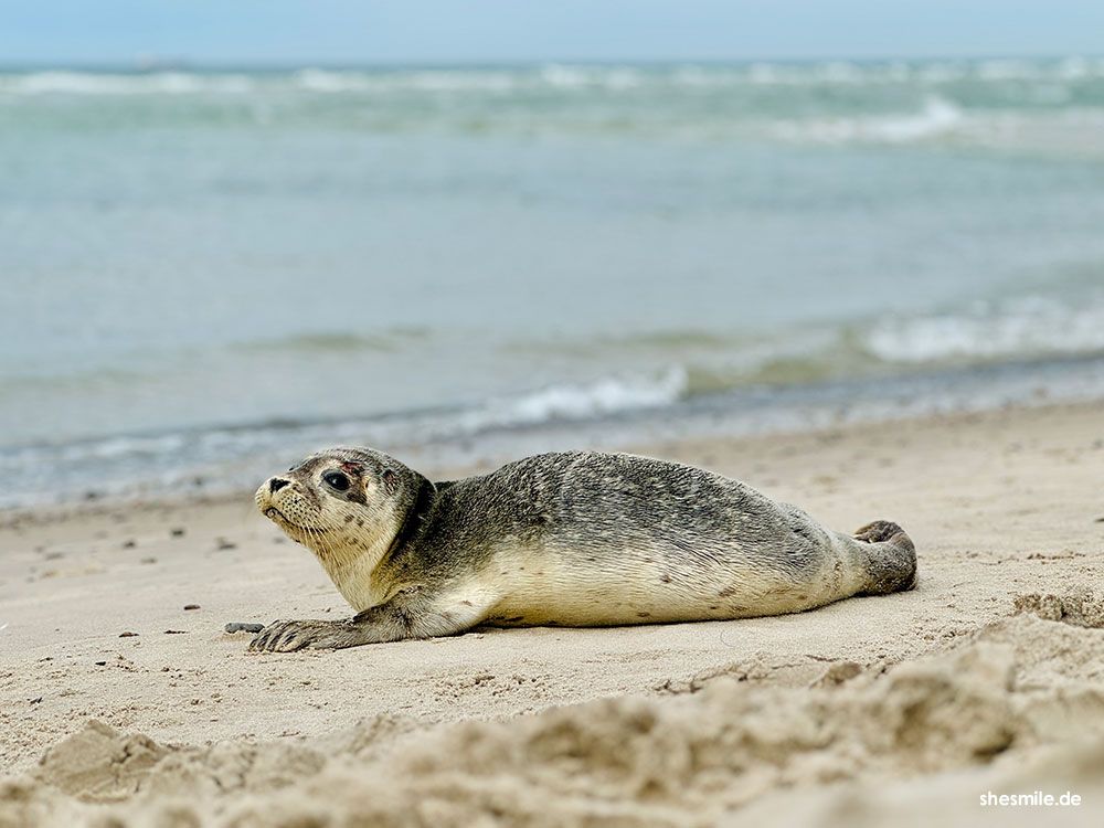 Råbjerg Mile & Grenen - Eine Reise zur nördlichsten Spitze Dänemarks