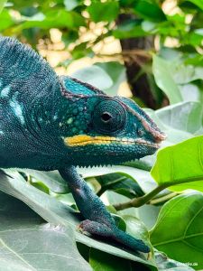 Zoo Frankfurt