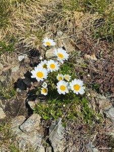 Blumenvielfalt am Wildkogel
