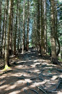 Wurzelweg zur Kappeler Alp