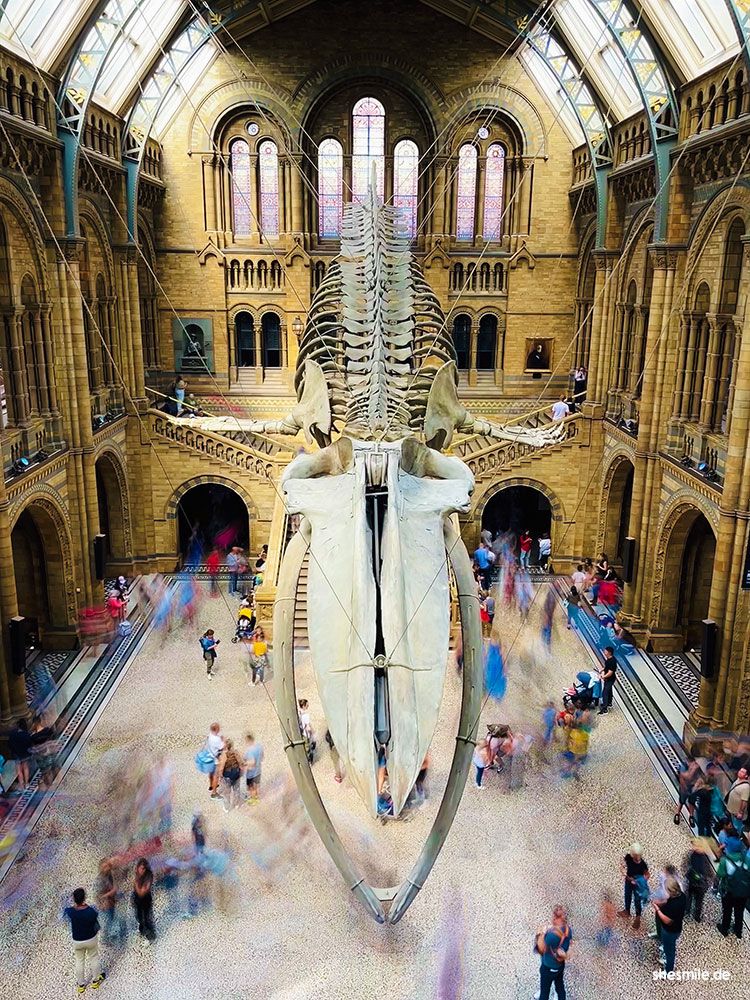 Natural History Museum London - Zu Besuch bei Hope dem Blauwalskelett