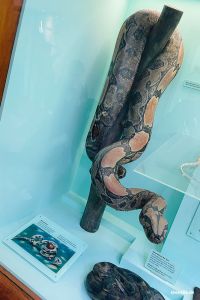 Boa constrictor (Abgottschlange)