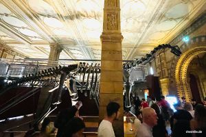 Dippy der Diplodocus-Abguss