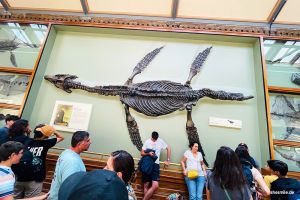 Mary Anning und das Plesiosaurier-Fossil