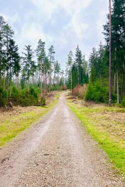 Die Natur bewusst genießen. Auszeit und Ruhe beim Walken mit meiner besten Freundin im Wald.