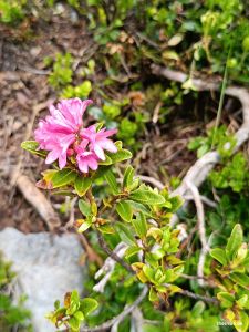 Blumenvielfalt am Wildkogel